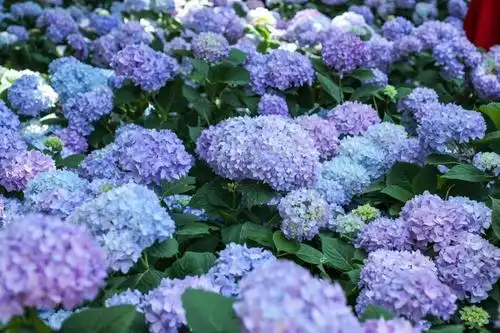 无尽夏绣球花彻底盛放是谁打翻了初夏的调色盘