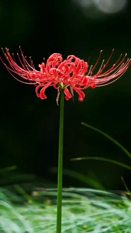 彼岸花又名曼珠沙华是世界上十大恶魔花之一也是冥界唯一的花彼岸花