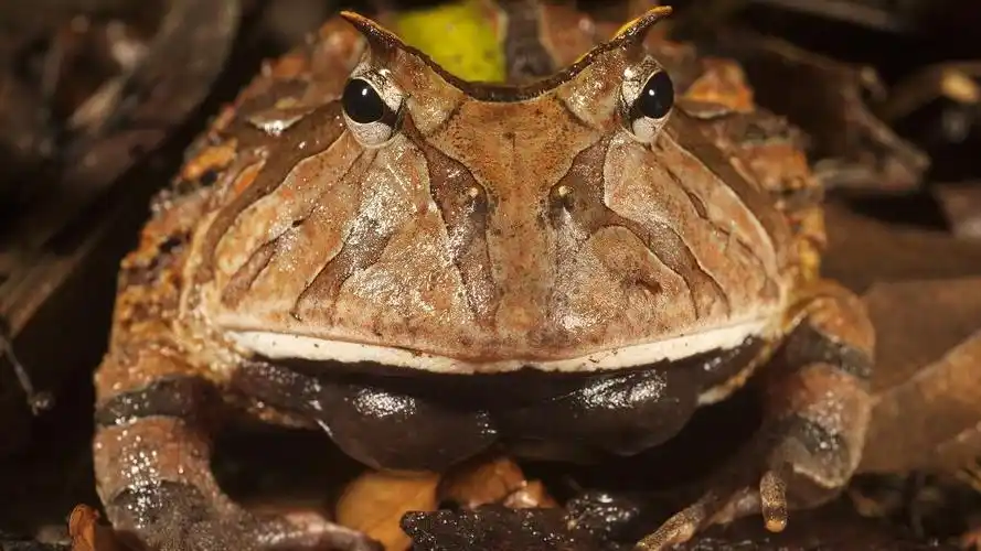 魔鬼青蛙全高清壁纸和背景