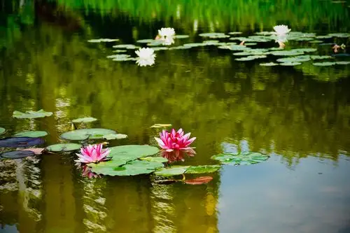 池塘睡莲