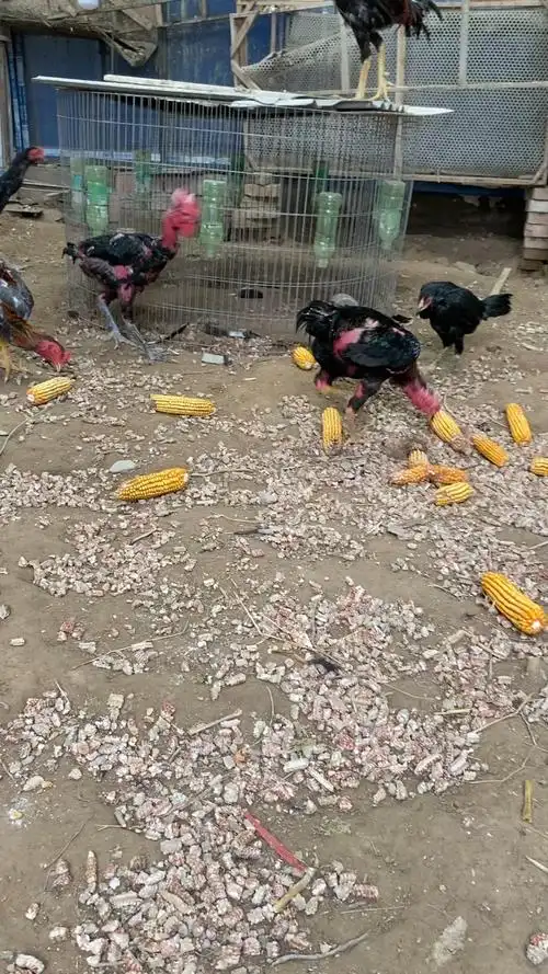 秃尾巴这只一开始尾巴好的很