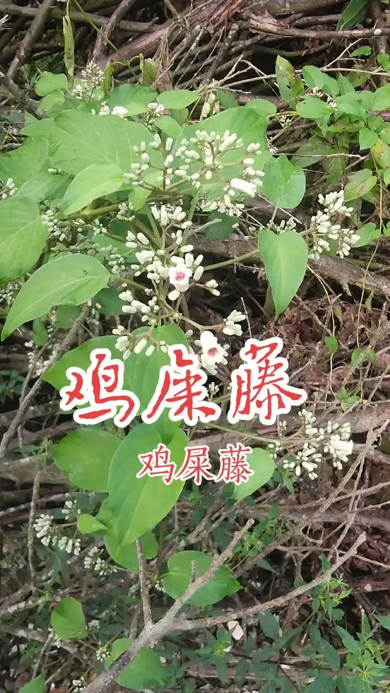 乌溪江《常用草药》92.鸡屎藤 【出处】《生草药性备要》 【 - 抖音
