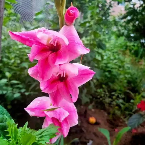 小区里的蒜头花