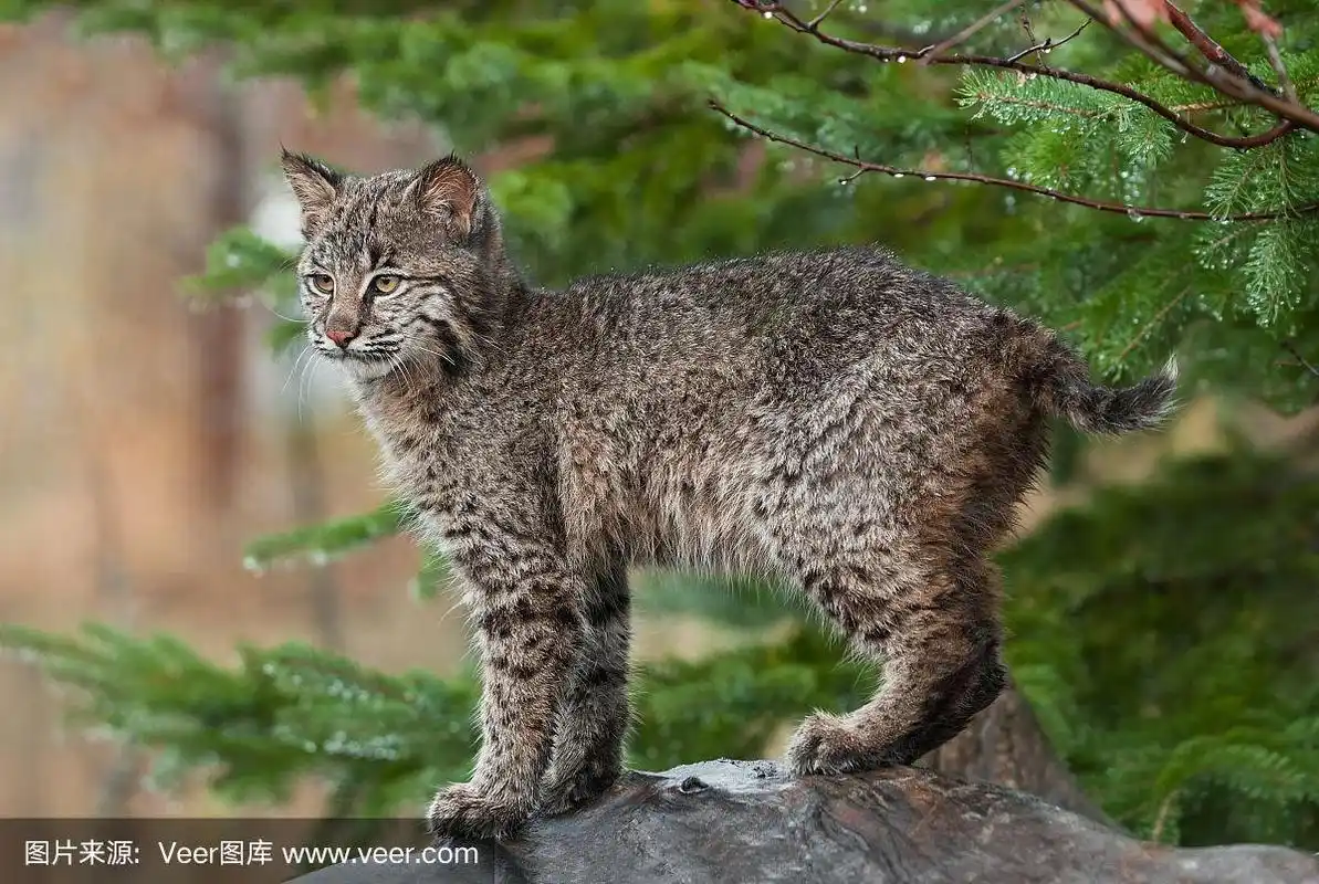 美洲山猫,幼小动物,自然,秋天,野生动物