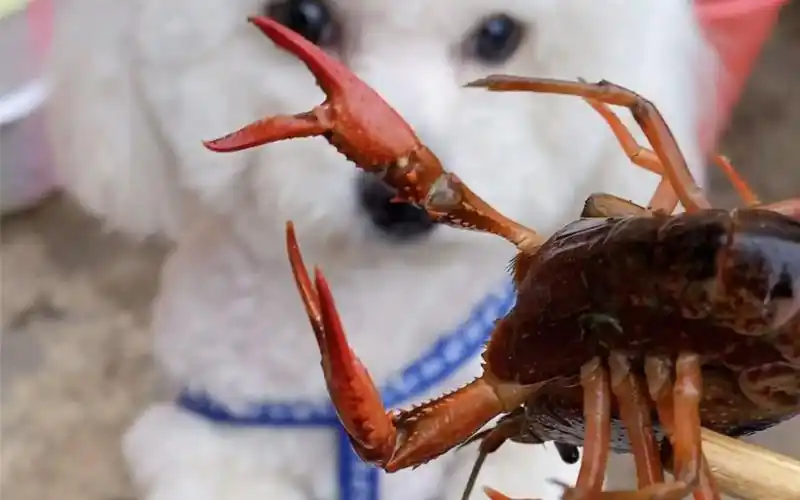 虾狗大战 上次还不感兴趣,这次眼睛直溜溜的盯着,凭借其可爱独特的