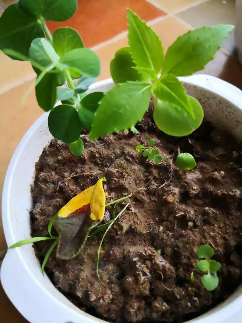 小哥哥的科学实验种凤仙花三月份种四月份才萌芽一包种子就出三颗苗有