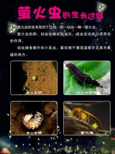 科学小知识一:         萤火虫的身体构造         萤火虫的生长过程
