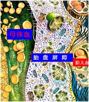 使一些物质不能直接通过胎盘而进入胎儿体内,这就是胎盘屏障的作用