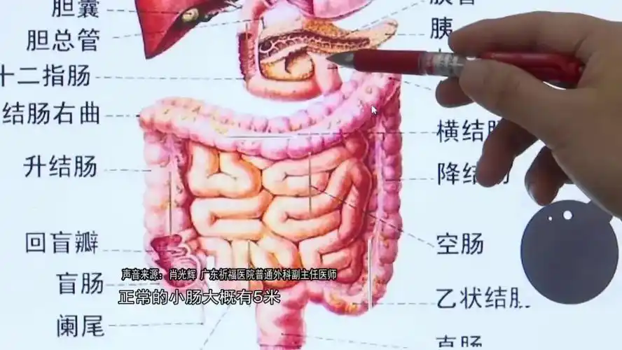 唯独是在乙状结肠生理弯曲,横结肠,降结肠,肝区,脾区小肠,结肠,升结肠