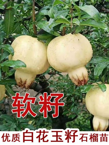 抗寒怀远白花玉籽石榴树苗软籽白玉甜石榴苗盆栽地栽种植果树果苗