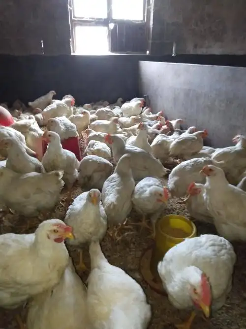 品种名:817肉杂鸡 品种名:817肉杂鸡 单只重:5-6斤 用途:肉鸡 类型