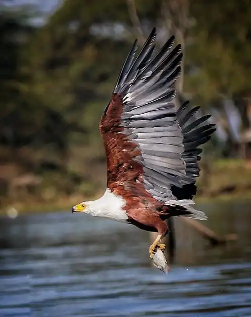 肯尼亚行摄.飞禽鸟类篇—剑舞麦田摄影作品欣赏