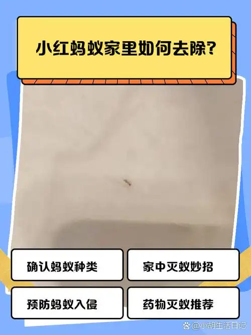 家里小红蚂蚁去除方法 小红蚂蚁突然造访,家里瞬间多了不少"不速之客"