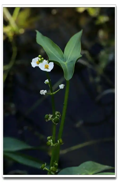 野慈姑 sagittaria trifolia