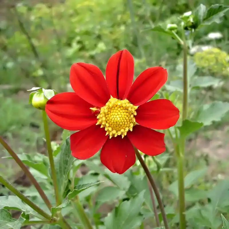 红色的花,红花绿草的背景上的照片