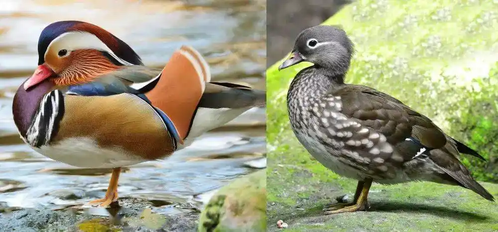 图自:panu ruangjan/super prin/shutterstock虽然雄性鸳鸯和雌性鸳鸯