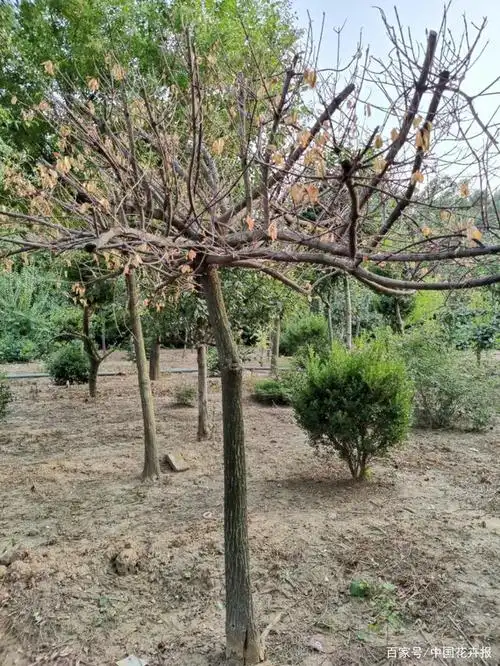 就是有些人喊着要培养大乔木,做行道树,把丝棉木分支点提高到3米以上