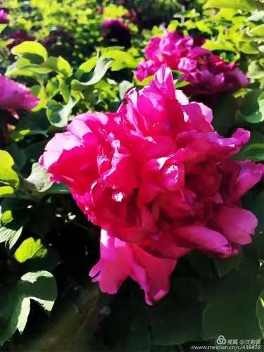 第九届常州市牡丹花展晨拍(手机拍)