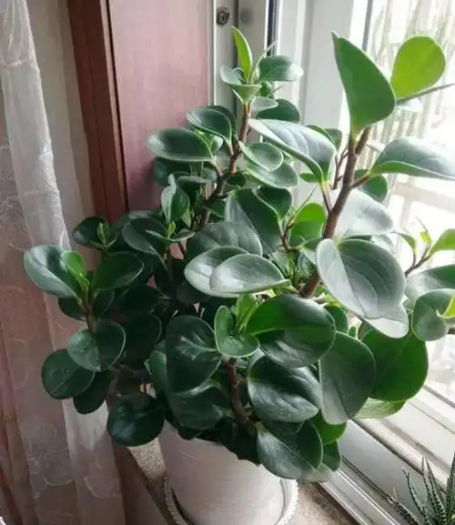 圆叶椒草的养殖方法和注意事项