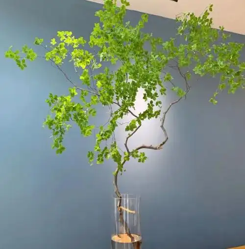 骏化 进口日本吊钟鲜切植物水培吸甲醛绿植枝条花期长全国顺丰空运