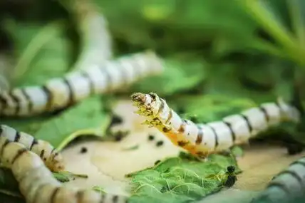 蚕在桑叶上用上绿色桑叶养蚕的丝茧照片