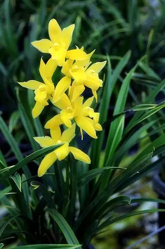 兰露梦昆明鲜花基地 兰花开花苗盆栽 黄金小神童金边叶片