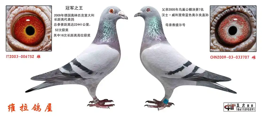 冠军之王配对 - 维拉鸽屋