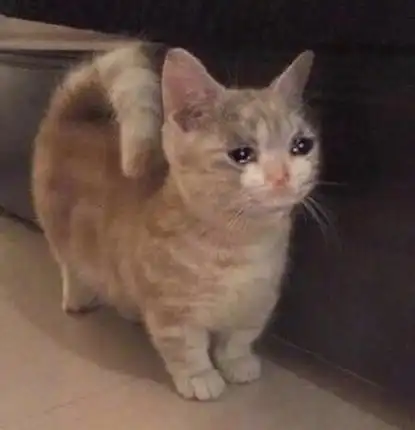 流泪猫咪 - 一组流泪猫猫头