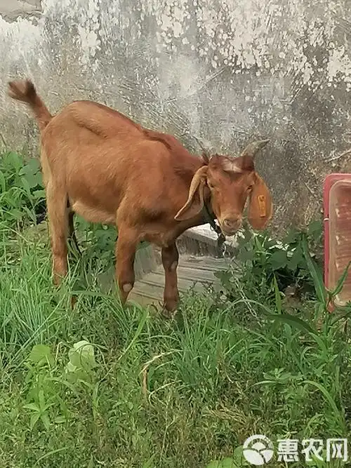 黄山羊,43斤,18元1斤