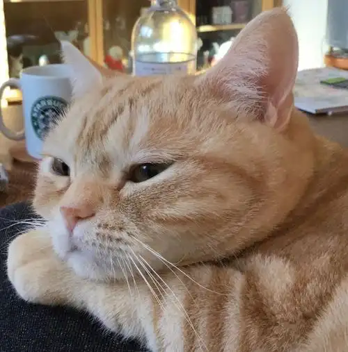 无聊呀(托腮 - 堆糖,美图壁纸兴趣社区