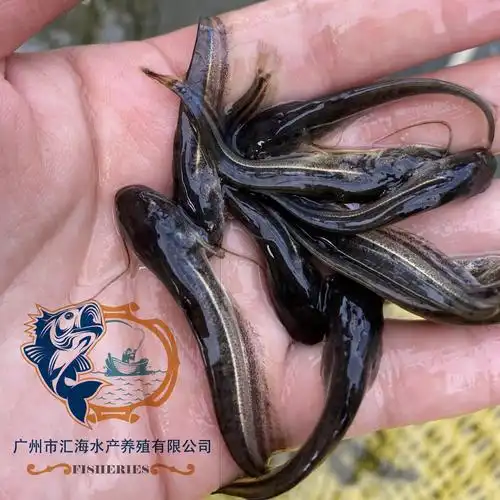 大口鲶鱼苗胡子鲶鱼苗公司:广东省布岗水产科技有限公司韶关鱼苗批发