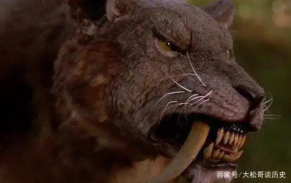 远古剑齿虎的巨大獠牙是干啥的?它们这么强大,为何还会灭绝