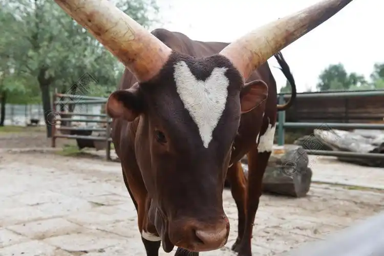 有角的非洲牛在动物园