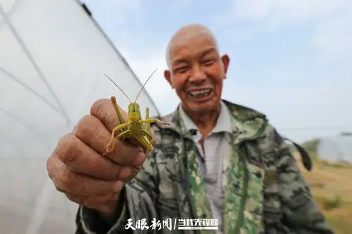 玉屏:村支书与他人合伙养殖蝗虫 变"害"为宝