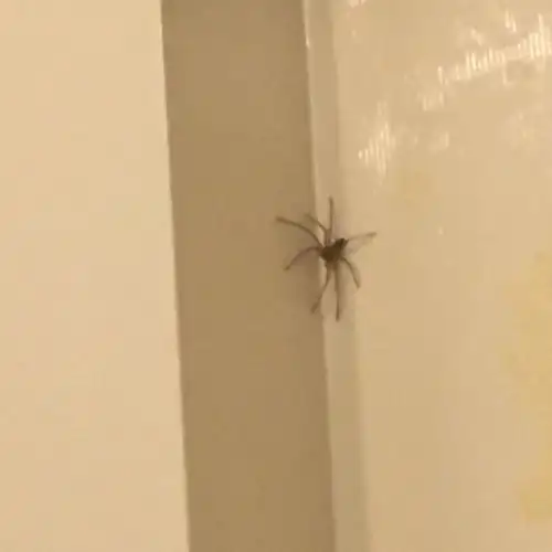 房间里交经常出现这样的蜘蛛 爬来爬去 速度非常快 不知道有没有毒 会