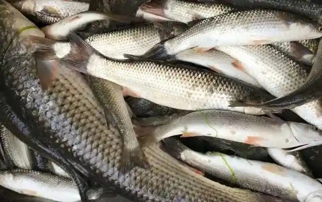 乌头鱼广泛分布于太平洋,印度洋,大西洋及地中海,黑海等温带和热带