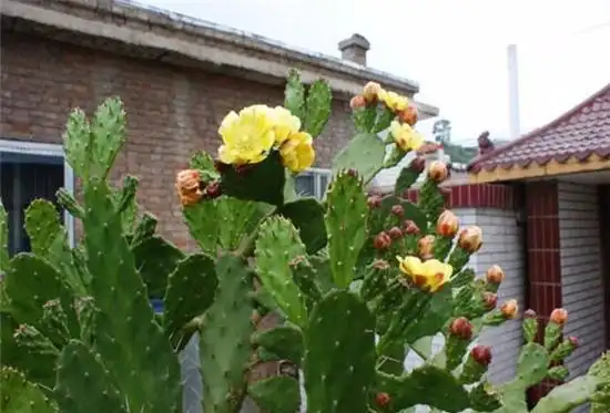 千手观音掌,长到一米高,层层叠叠满"巴掌",一层黄花一树果__财经头条