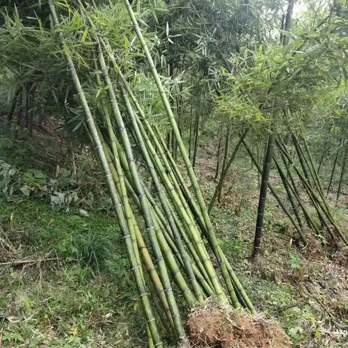 基地直销青竹苗  早园竹苗 价格优惠  品种齐全图片