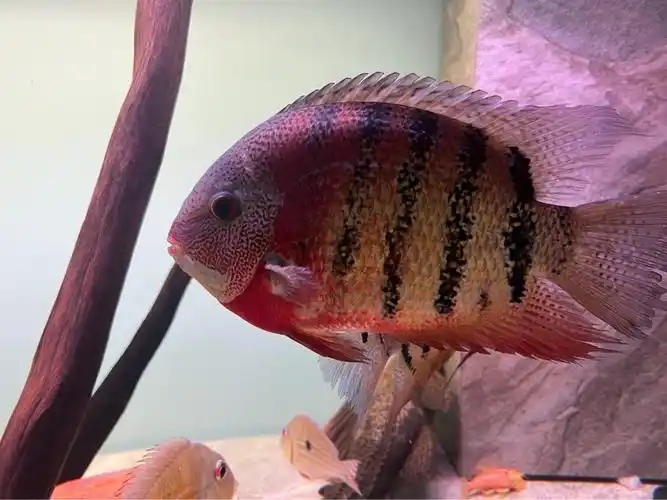 卡瑞尔帝王虎斑菠萝