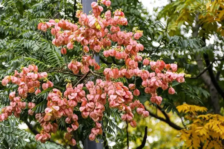花栾树,无患子科栾树属植物,在上海应用较广泛,夏末秋初黄花满树,稍有