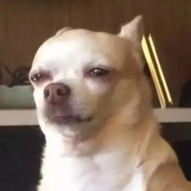 哈士奇头像高清搞笑图片微信狗狗头像大全