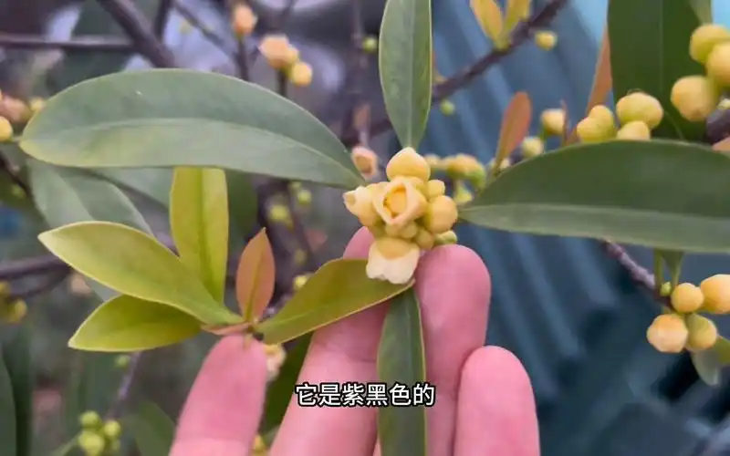 岭南山竹盆栽选好嫁接苗也能开花结果