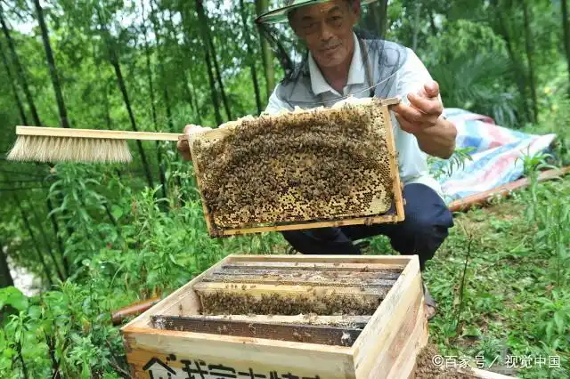 诱蜂药配方分享,利用蜂王信息素诱蜂,你还怕诱不到蜜蜂吗