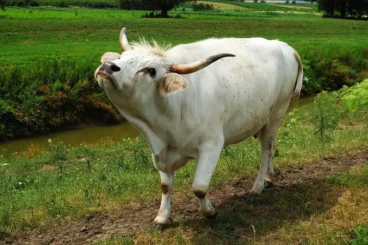 匈牙利,灰色,牛,草原_高清图片_全景视觉