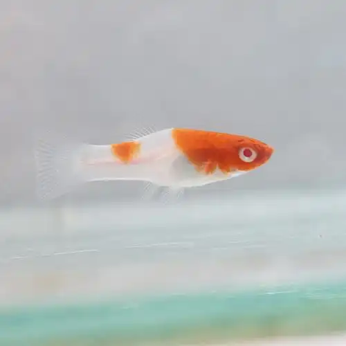 红剑鱼红白剑红箭燕尾红剑红玛丽胎生热带观赏鱼活体水族宠物包活