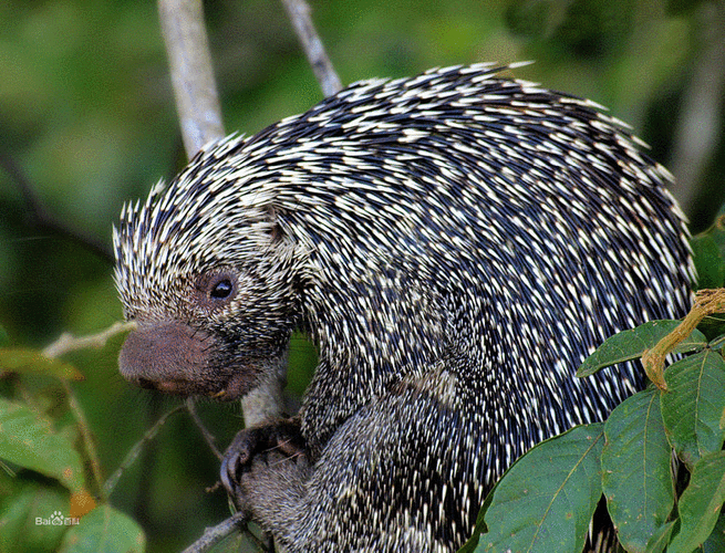 ①白豪:长着白毛的豪猪.