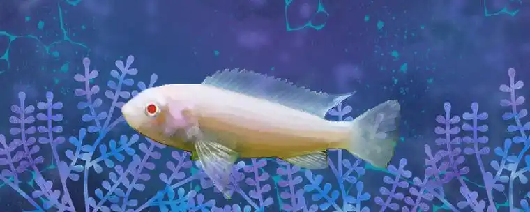 雪鲷好养吗,怎么养