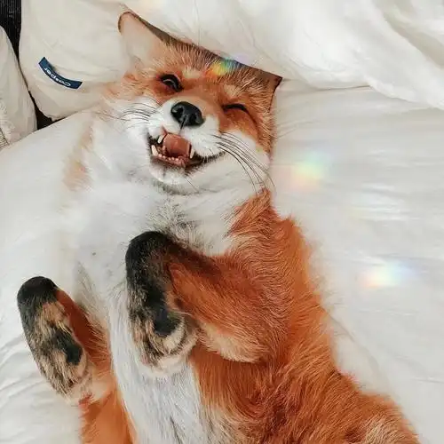 分享存档的小动物头像