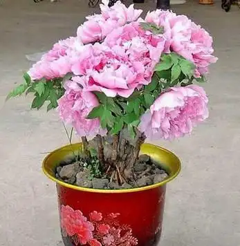 盆栽牡丹花期养护