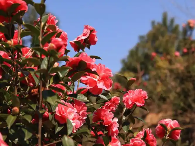 2022大理茶花谷游玩攻略,以下就是游玩干货分享,希望.【去哪儿攻略】